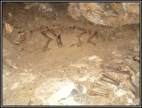 Va�eck� jasky�a - kostra jaskynn�ho medve�a 