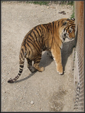 Tiger sibírsky - pokukujúci cez plot. 