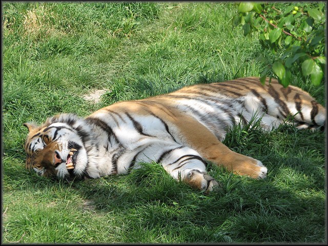 Tiger sibírsky - ležiaci a spiaci. 