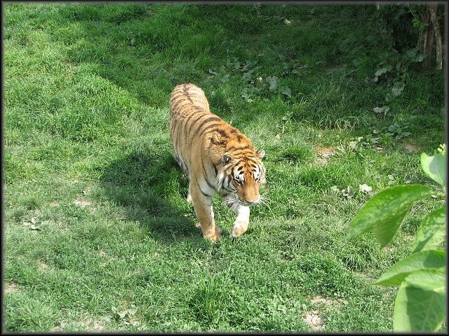 Tiger sibírsky - konečne nejaký pohyb. 