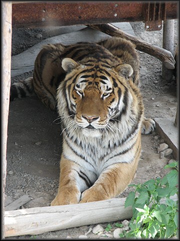 Tiger sibírsky - dozorca alebo dozorkiňa? 