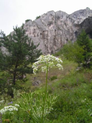 Kostoleck tiesava. 