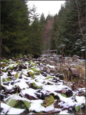PROSIECKA DOLINA - kameňe a sneh 